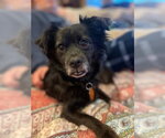 Small Photo #2 Chiranian Puppy For Sale in Bellevue, WA, USA