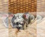 Small #2 French Bulldog