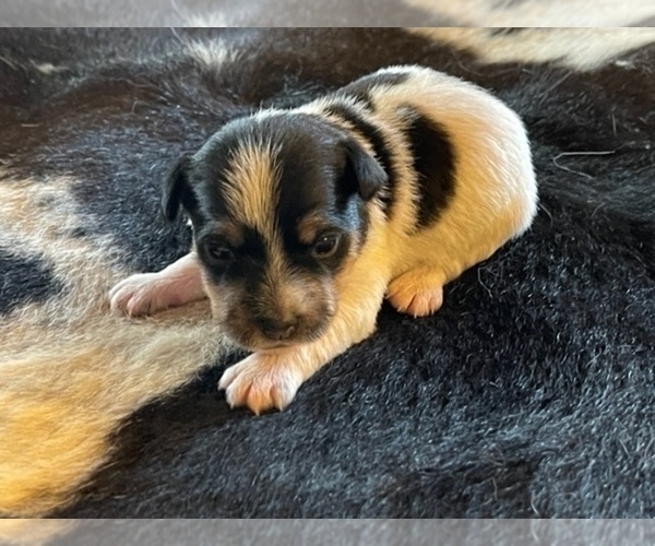 Medium Photo #2 Jack Russell Terrier Puppy For Sale in BOISE, ID, USA