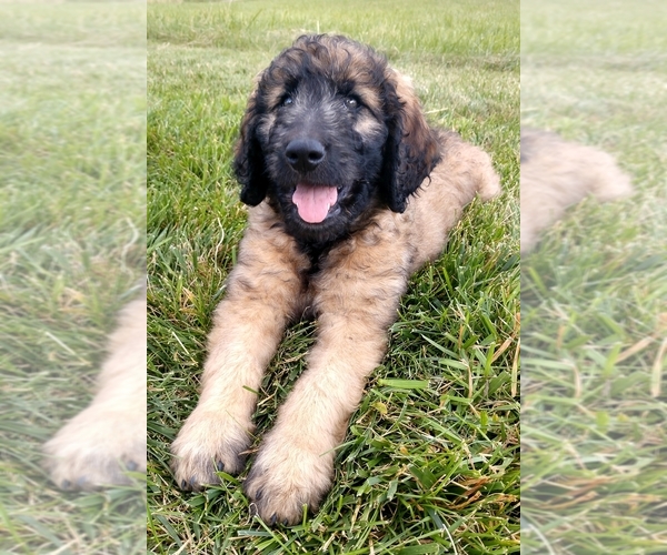 Medium Photo #5 Goldendoodle Puppy For Sale in FLETCHER, NC, USA