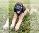 Small Photo #5 Goldendoodle Puppy For Sale in FLETCHER, NC, USA