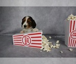 Small Photo #11 Dachshund Puppy For Sale in BRADFORD, TN, USA