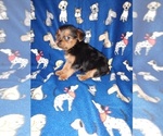 Small #7 YorkiePoo
