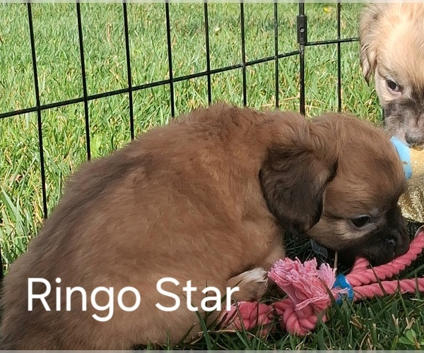 Medium Photo #1 Chiweenie Puppy For Sale in San Bernardino, CA, USA