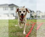 Small #1 Chihuahua Mix