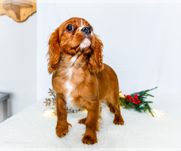 Medium Photo #3 Cavalier King Charles Spaniel Puppy For Sale in WAKARUSA, IN, USA