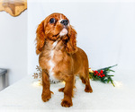 Small Photo #76 Cavalier King Charles Spaniel Puppy For Sale in WAKARUSA, IN, USA