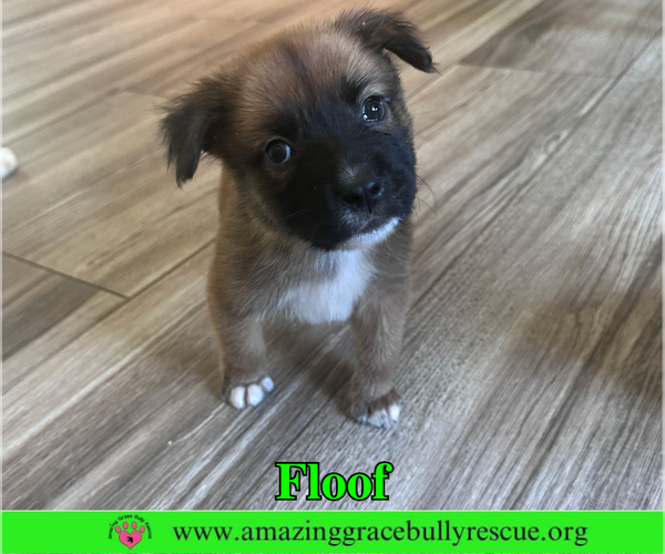 Medium Photo #6 Black Mouth Cur-Chow Chow Mix Puppy For Sale in Milton, FL, USA