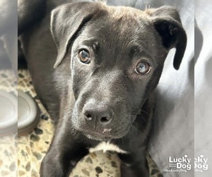 Labrador Retriever-Retriever  Mix Dogs for adoption in Washington, DC, USA