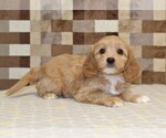 Small #1 Bernedoodle (Miniature)-Cavapoo (Miniature) Mix
