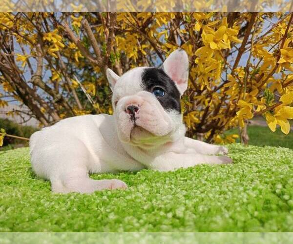 Medium Photo #5 French Bulldog Puppy For Sale in RENTON, WA, USA