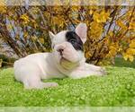 Small Photo #5 French Bulldog Puppy For Sale in RENTON, WA, USA