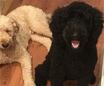 Small Photo #1 Goldendoodle Puppy For Sale in HUMMELSTOWN, PA, USA