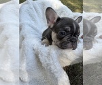 Small #3 French Bulldog