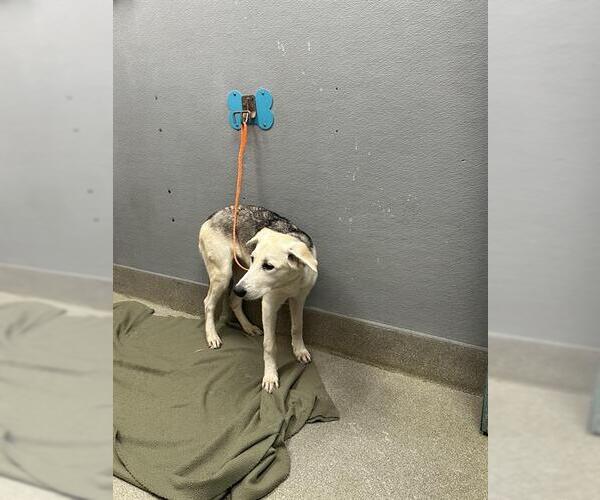 Medium Photo #1 German Shepherd Dog-Unknown Mix Puppy For Sale in Las Vegas, NV, USA