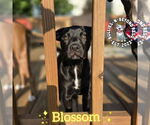 Small #11 Staffordshire Bull Terrier Mix