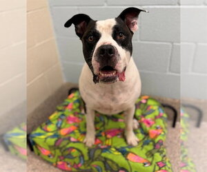 Mutt Dogs for adoption in Brighton, CO, USA