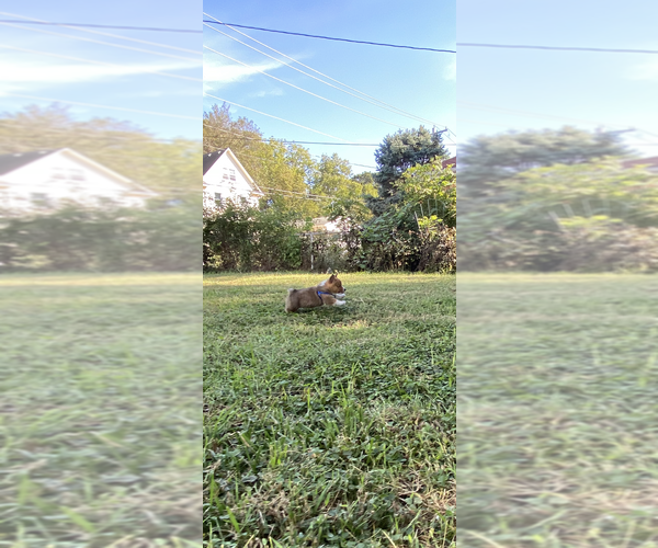 Medium Photo #4 Pembroke Welsh Corgi Puppy For Sale in INDEPENDENCE, MO, USA