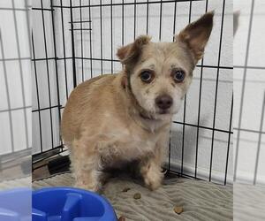 Border Terrier Mix Dog for Adoption in San Antonio, Texas USA