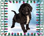 Puppy Frosty Bernedoodle