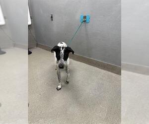 Pointer-Unknown Mix Dogs for adoption in Las Vegas, NV, USA