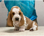 Small Basset Hound