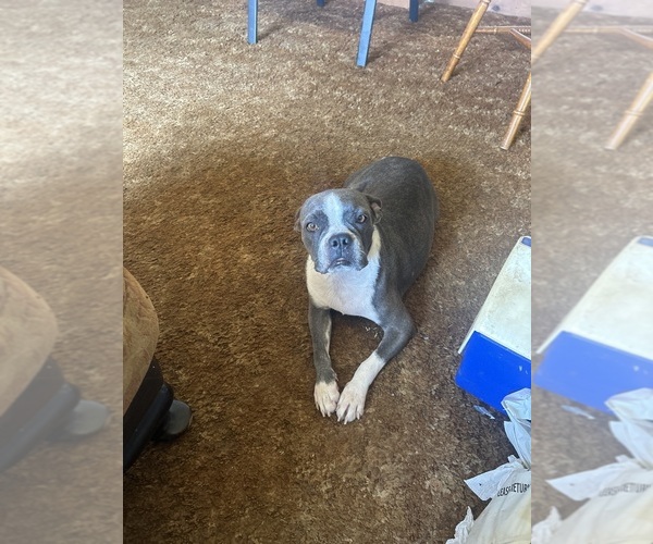 Medium Photo #1 Boston Terrier Puppy For Sale in ATWOOD, OK, USA
