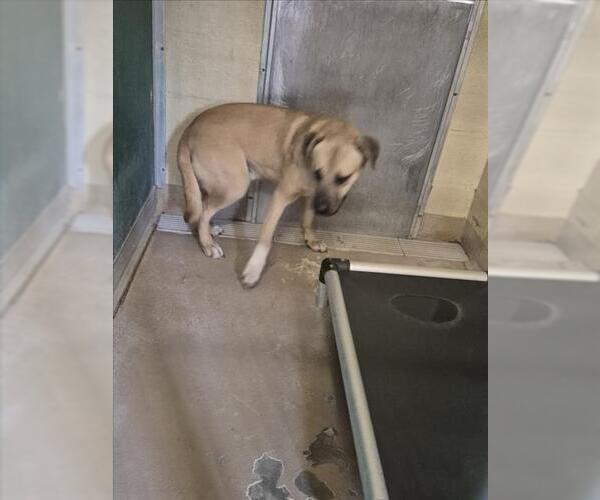 Medium Photo #1 Black Mouth Cur-Unknown Mix Puppy For Sale in Texas City, TX, USA