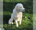 Small Photo #25 English Cream Golden Retriever Puppy For Sale in NORTHWOOD, OH, USA
