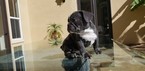 Small Photo #2 French Bulldog Puppy For Sale in CHULA VISTA, CA, USA