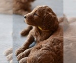 Puppy 4 Goldendoodle-Poodle (Standard) Mix