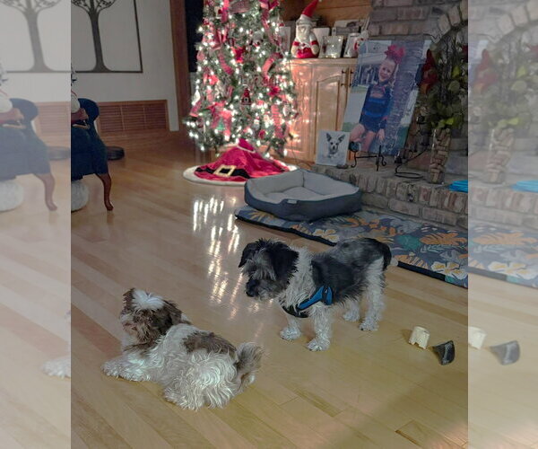 Medium Photo #17 Mutt Puppy For Sale in Boonton, NJ, USA