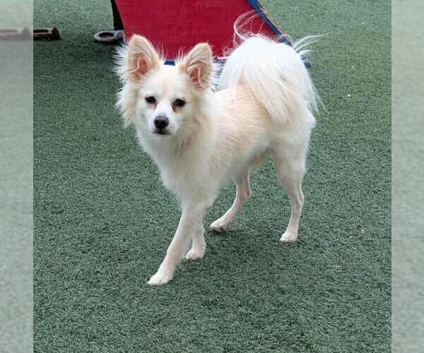Medium Photo #2 Dameranian Puppy For Sale in Rockwall, TX, USA