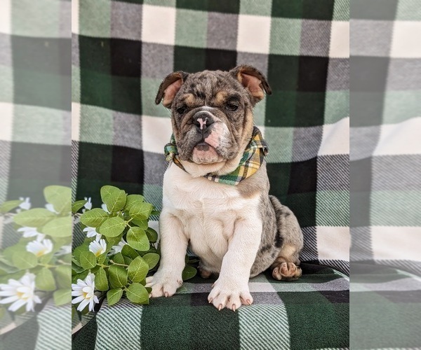 Medium Photo #7 English Bulldog Puppy For Sale in COCHRANVILLE, PA, USA