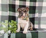 Small Photo #7 English Bulldog Puppy For Sale in COCHRANVILLE, PA, USA