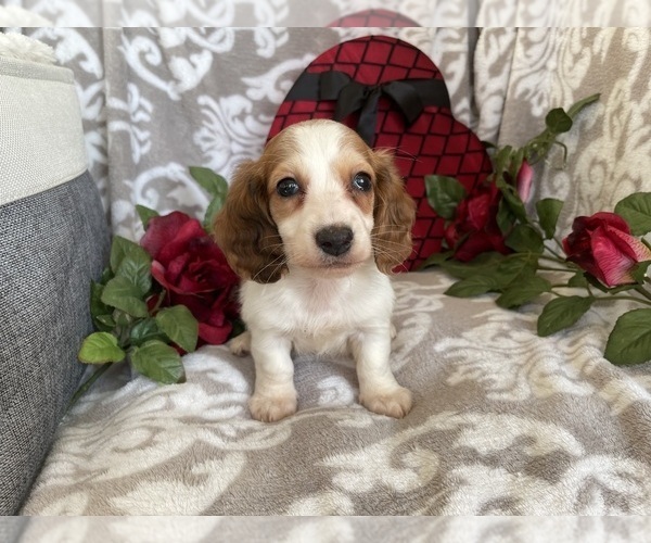 Medium Photo #2 Dachshund Puppy For Sale in SHILOH, OH, USA