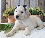 Small Photo #5 Goldendoodle Puppy For Sale in HONEY BROOK, PA, USA