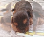 Small Photo #167 Yorkshire Terrier Puppy For Sale in AKRON, OH, USA
