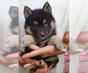 Pomsky Puppy for sale in SEBRING, FL, USA