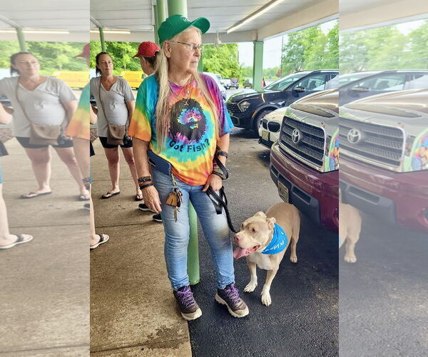 Medium Photo #8 Staffordshire Bull Terrier-Unknown Mix Puppy For Sale in Mount Laurel, NJ, USA