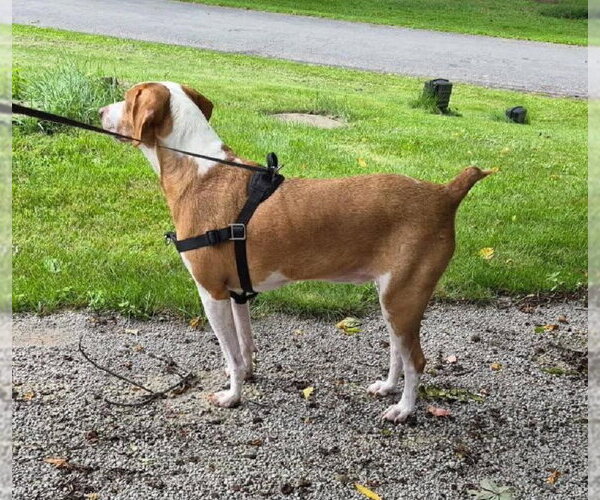 Medium Photo #2 Mutt Puppy For Sale in Rootstown, OH, USA
