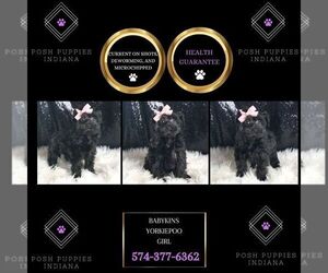 YorkiePoo Puppy for sale in WARSAW, IN, USA