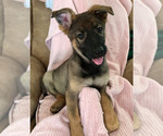 Small Photo #1 German Shepherd Dog Puppy For Sale in NORTH RIDGEVILLE, OH, USA