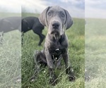 Small #4 Great Dane