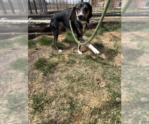 Medium Photo #1 Beagle-Unknown Mix Puppy For Sale in Pueblo, CO, USA