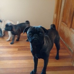 Mother of the Pug puppies born on 01/12/2018
