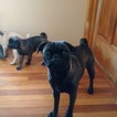 Small Photo #1 Pug Puppy For Sale in GOLDEN, CO, USA
