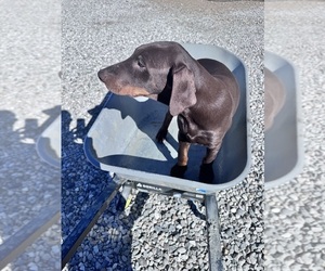 Doberman Pinscher Puppy for sale in PINON HILLS, CA, USA