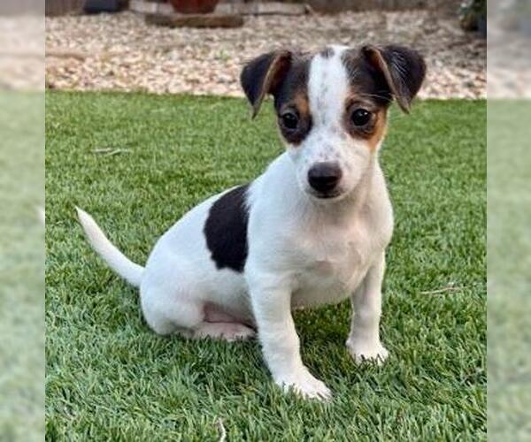 Medium Photo #1 Chihuahua-Unknown Mix Puppy For Sale in San Antonio, TX, USA