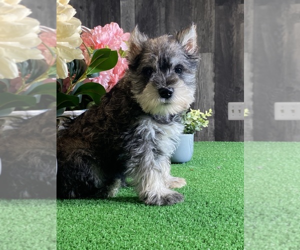 Medium Photo #3 Schnauzer (Miniature) Puppy For Sale in CANOGA, NY, USA